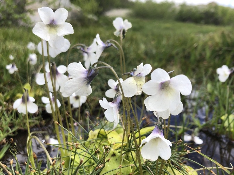 Pinguicula corsica photo 2