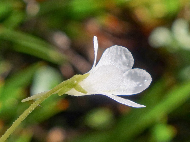 Pinguicula corsica photo 3