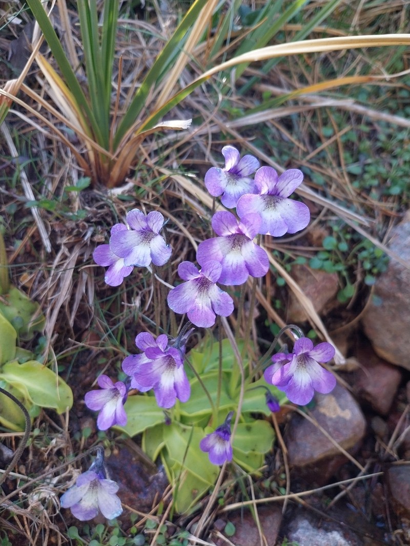 Pinguicula corsica photo 4