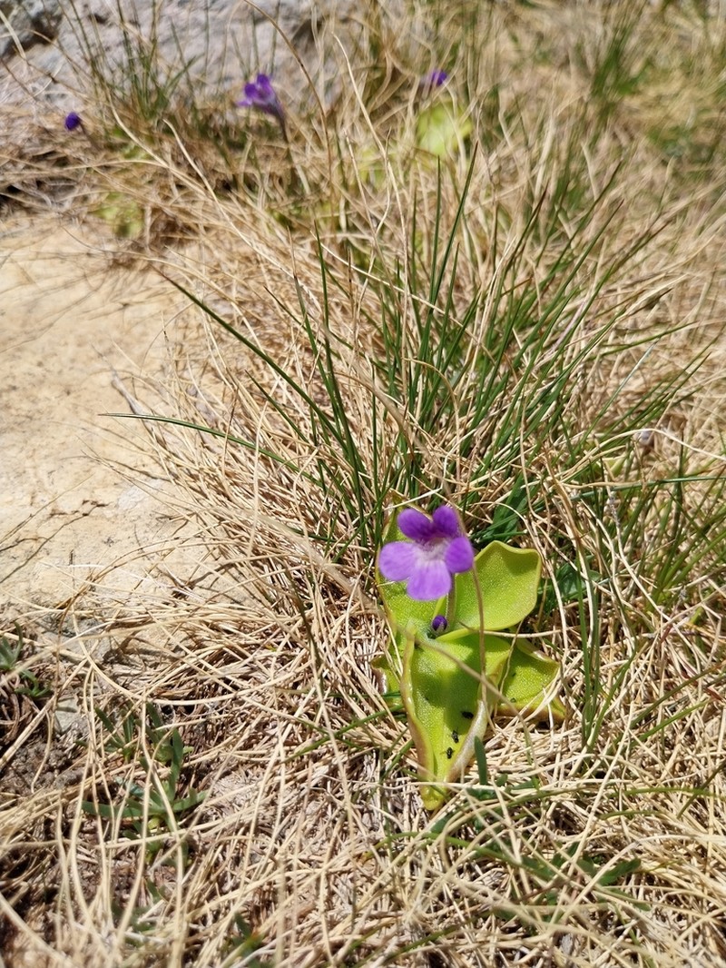 Pinguicula corsica photo 5