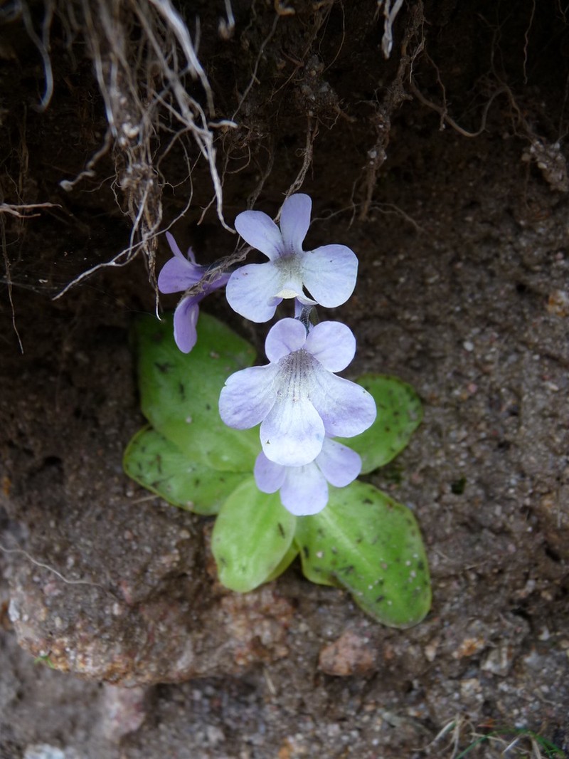 Pinguicula corsica photo 6