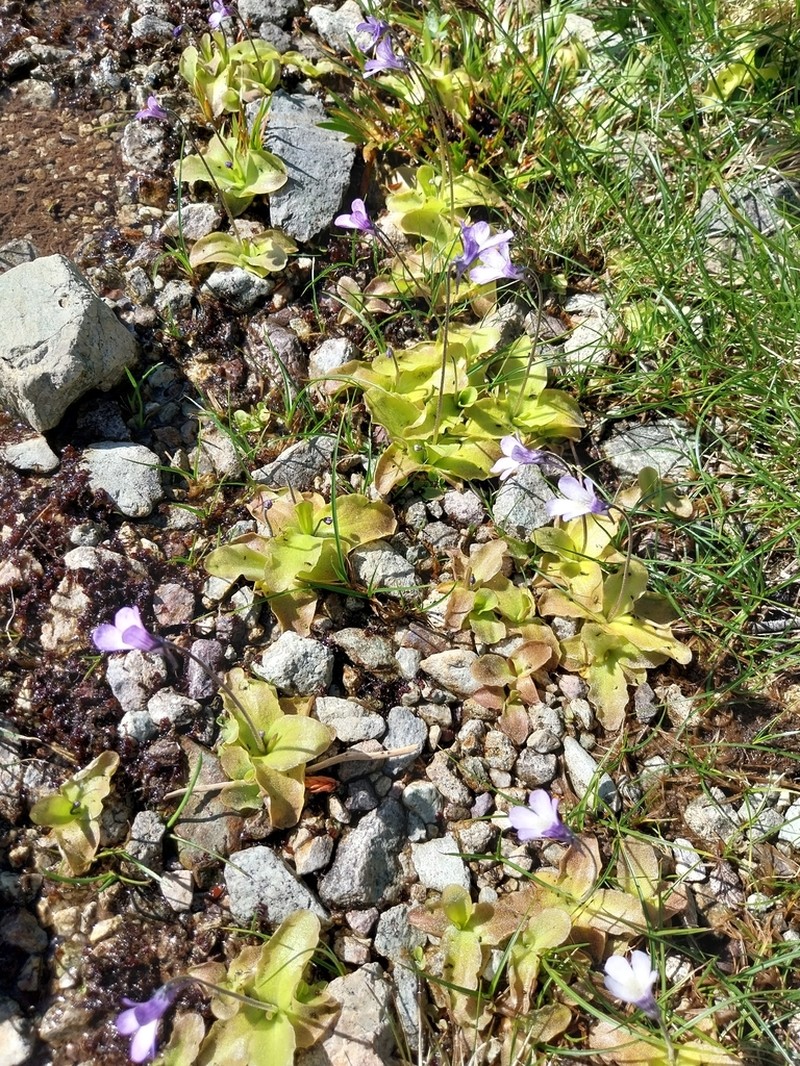 Pinguicula corsica photo 7