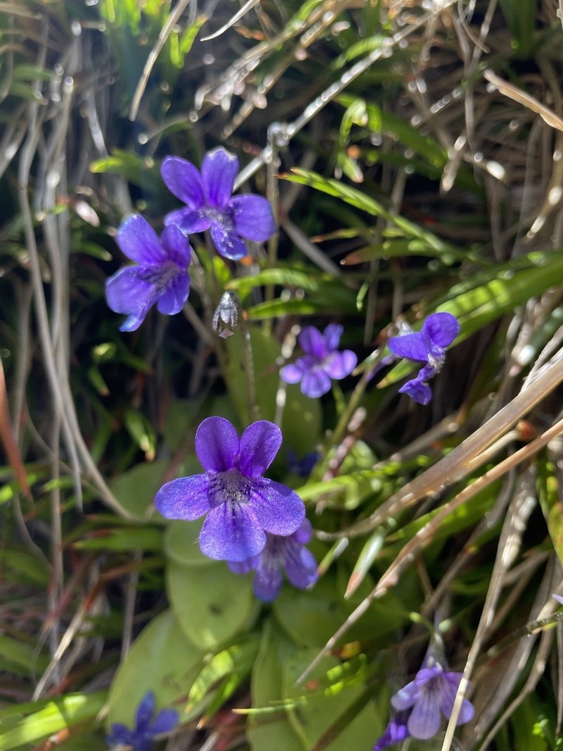 Pinguicula corsica photo 8