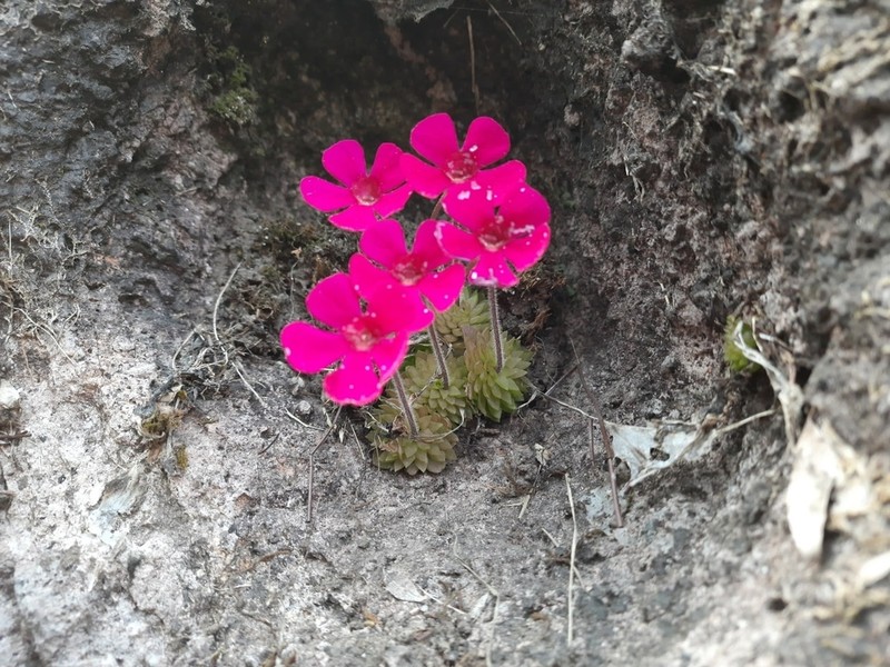 Pinguicula crassifolia