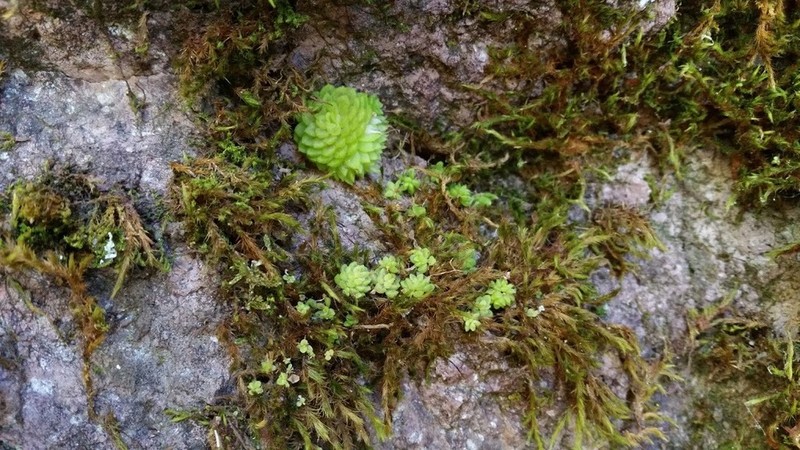 Pinguicula crassifolia photo 2