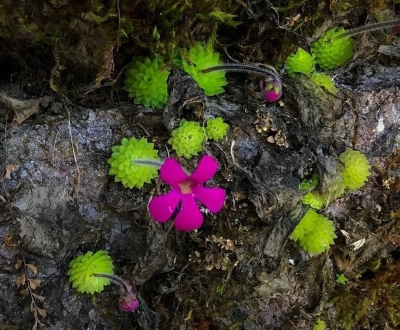 Pinguicula crassifolia photo 3