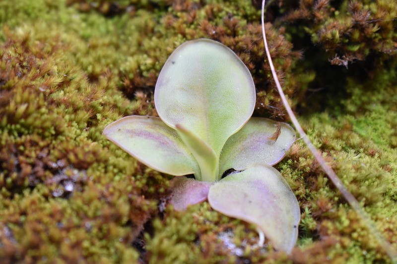 Pinguicula crassifolia photo 4