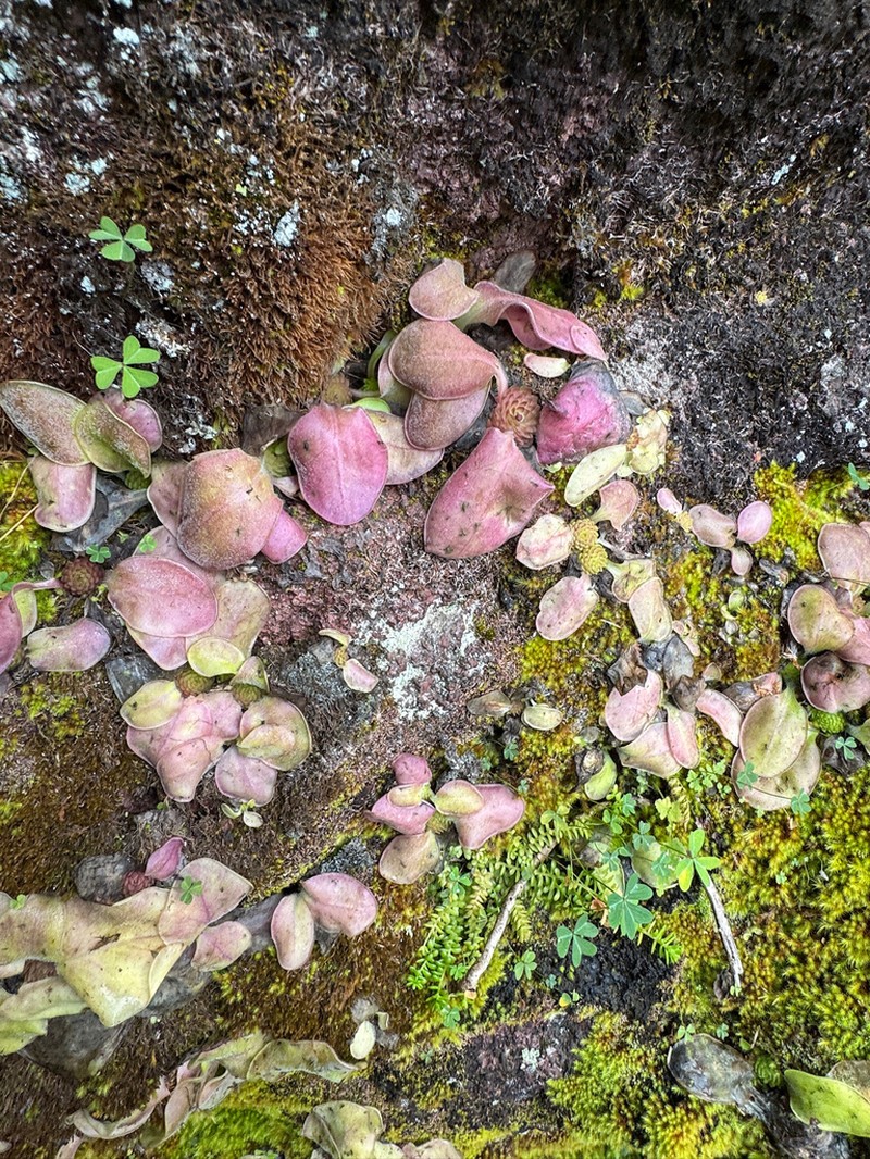 Pinguicula crassifolia photo 5