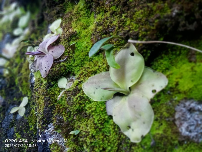 Pinguicula crassifolia photo 6