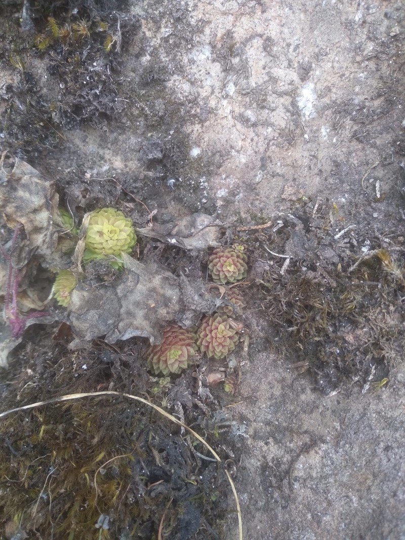 Pinguicula crassifolia photo 7