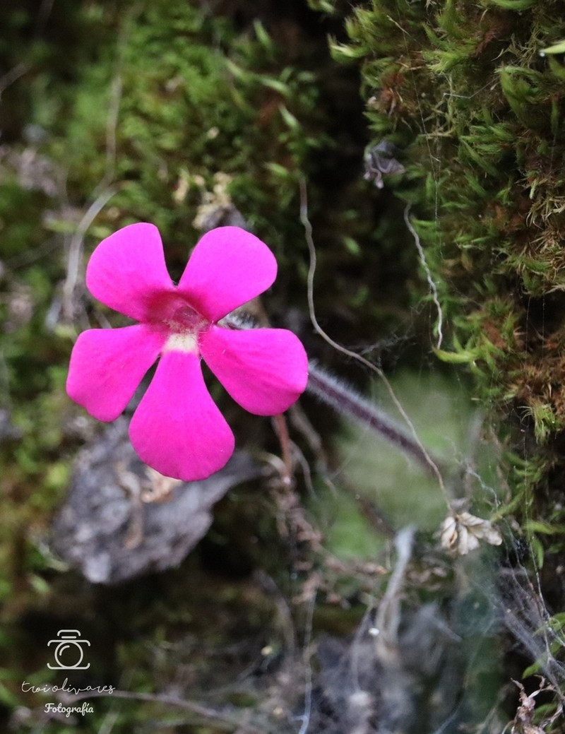 Pinguicula crassifolia photo 8