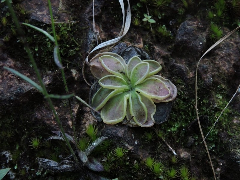 Pinguicula crenatiloba