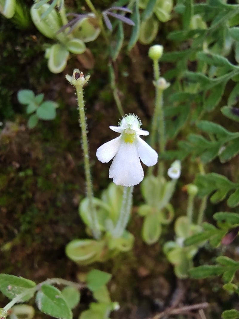 Pinguicula crenatiloba photo 2