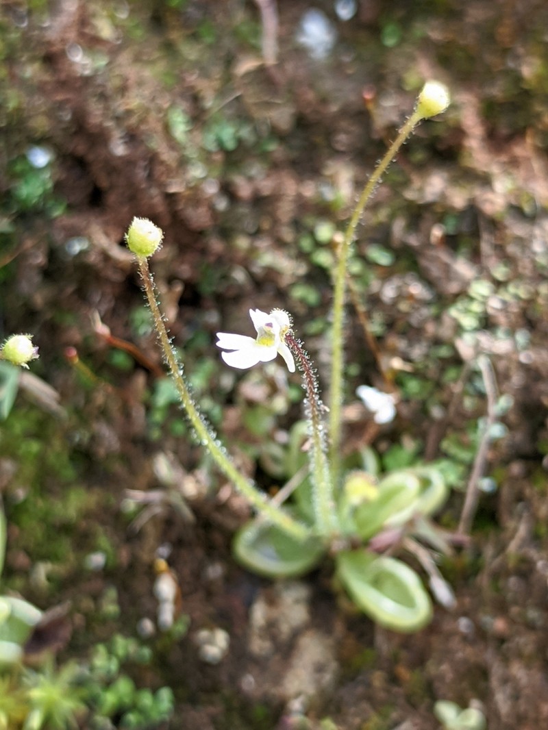 Pinguicula crenatiloba photo 3