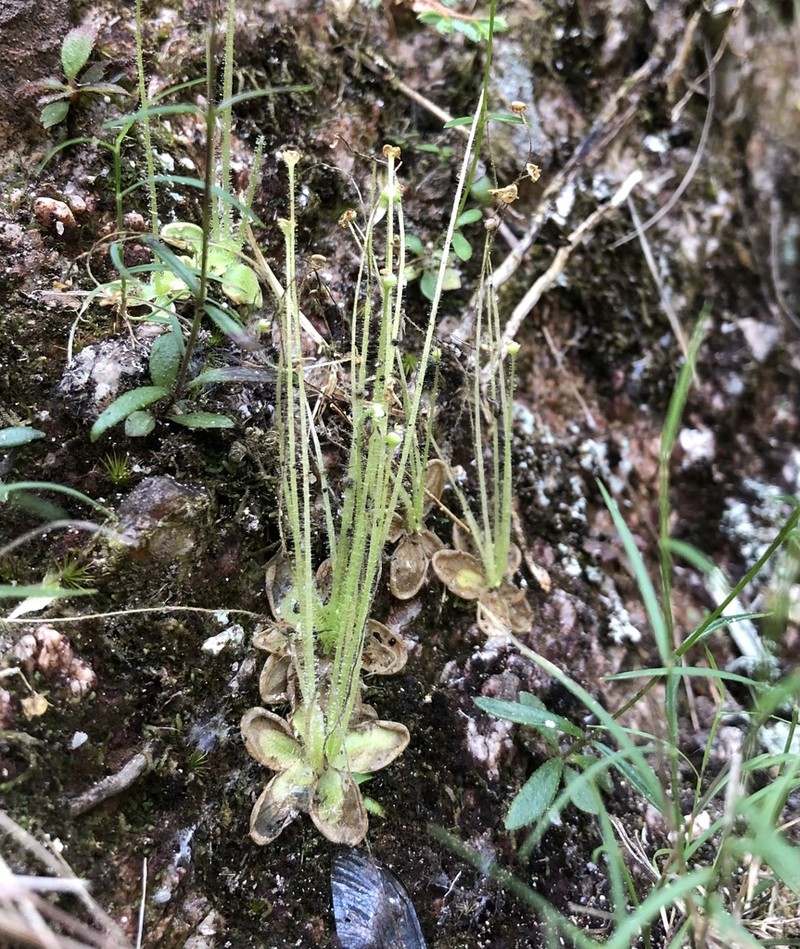 Pinguicula crenatiloba photo 4