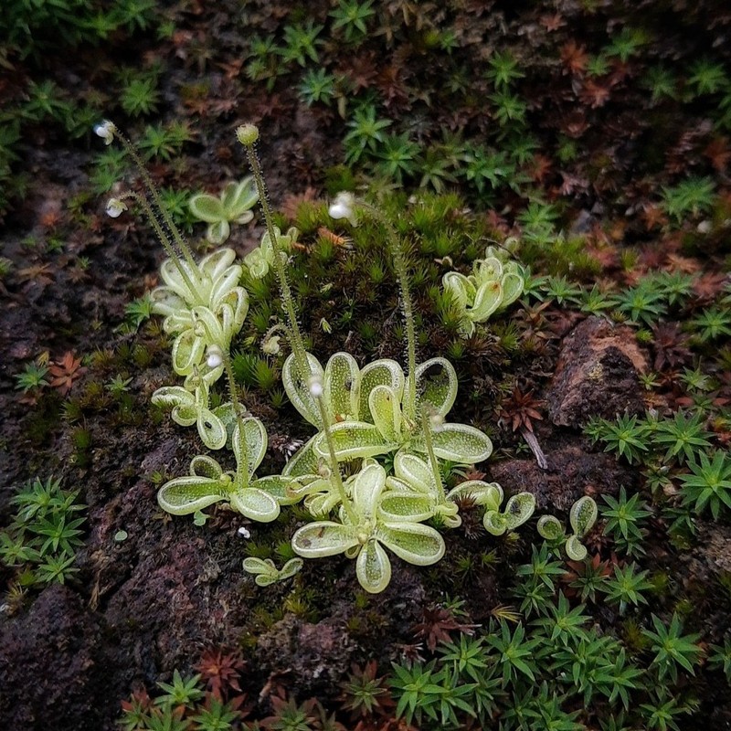 Pinguicula crenatiloba photo 5