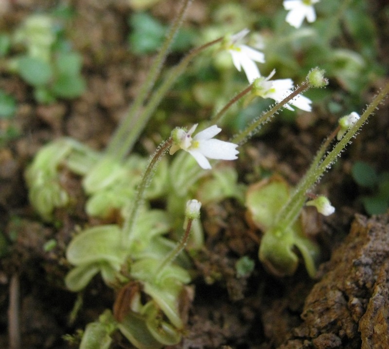 Pinguicula crenatiloba photo 6