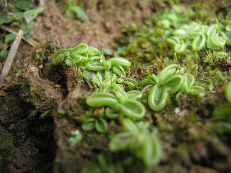 Pinguicula crenatiloba photo 7