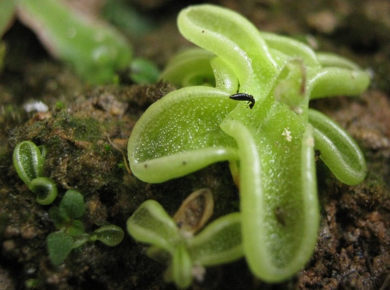 Pinguicula crenatiloba photo 8
