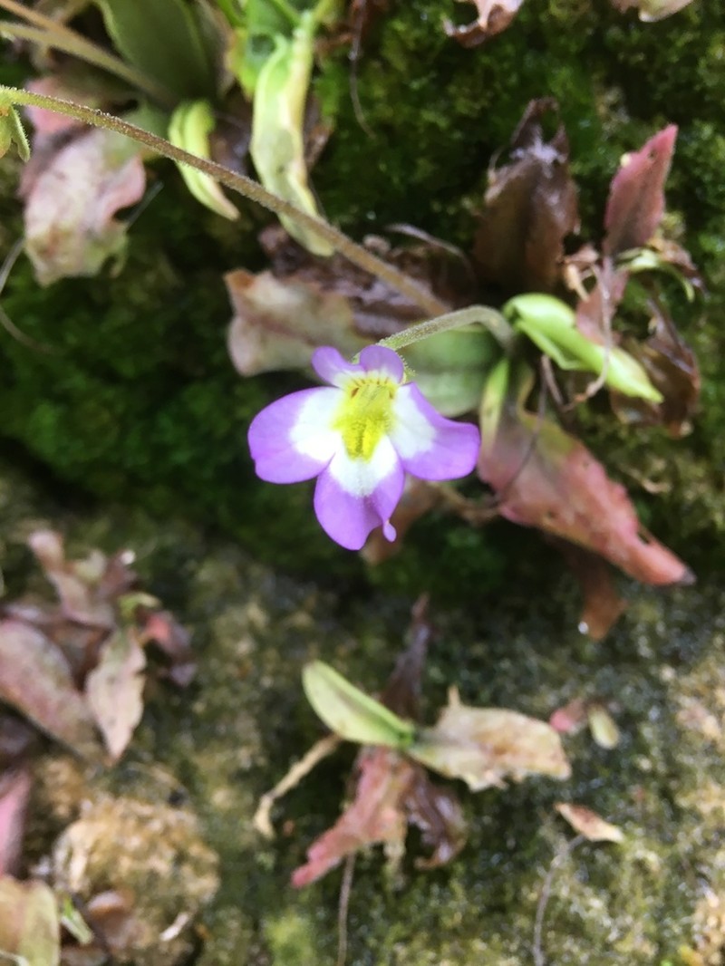 Pinguicula crystallina