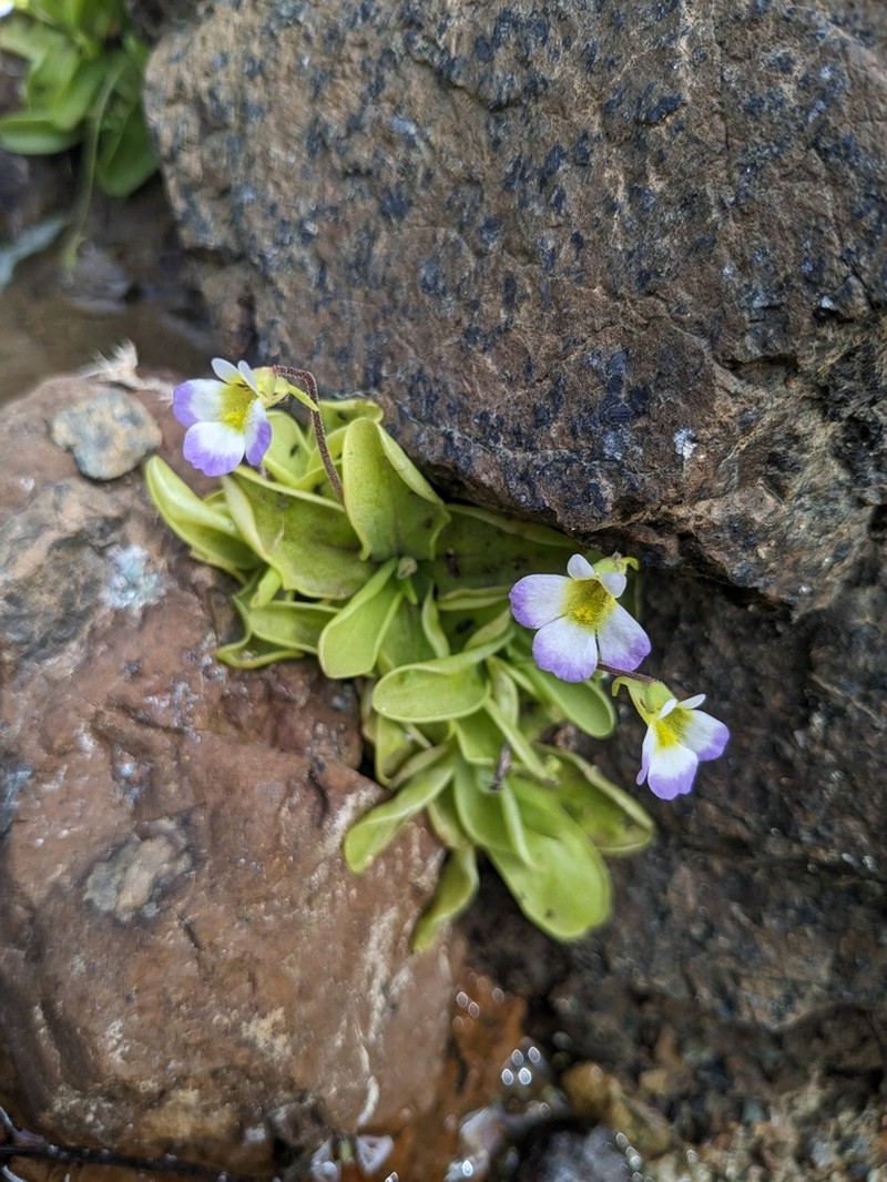 Pinguicula crystallina photo 2