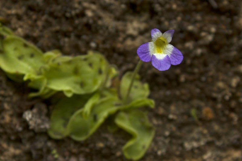 Pinguicula crystallina photo 3