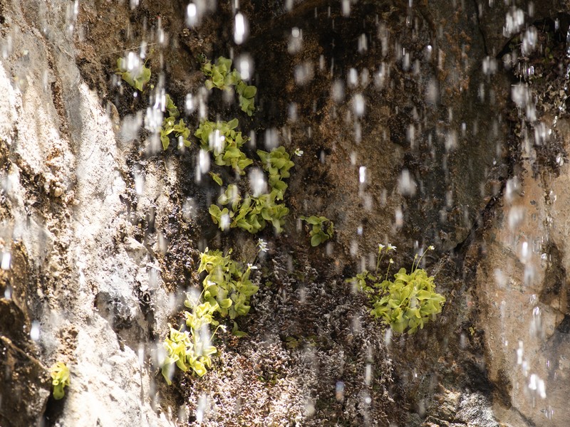 Pinguicula crystallina photo 4