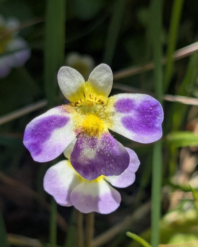 Pinguicula crystallina photo 5