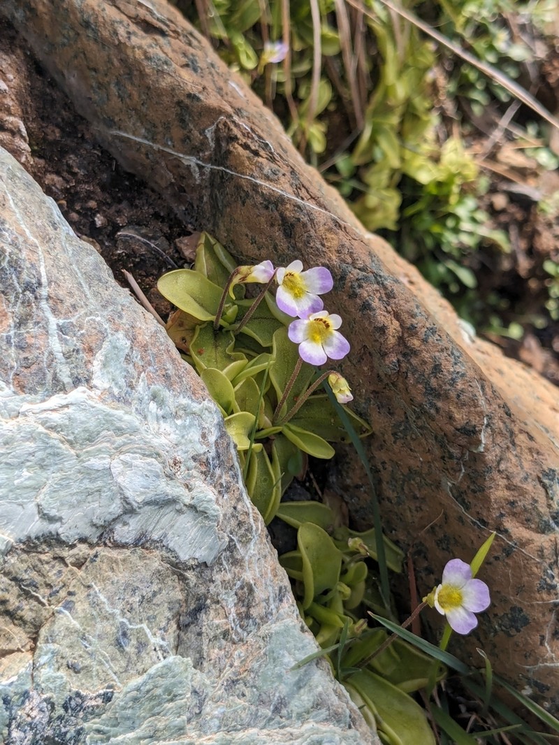 Pinguicula crystallina photo 6