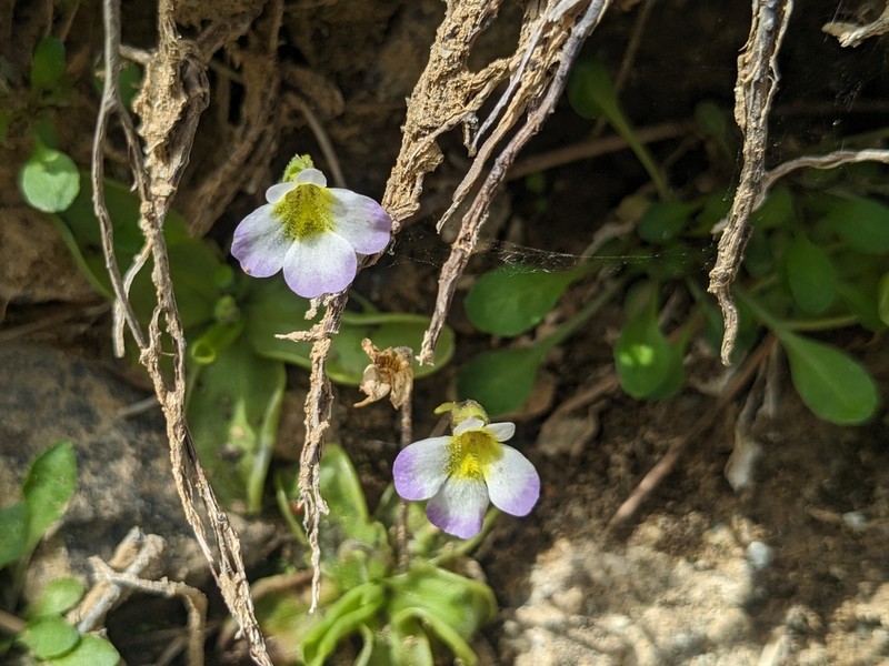Pinguicula crystallina photo 7