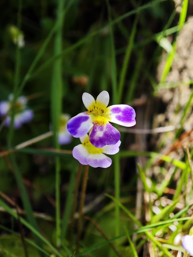 Pinguicula crystallina photo 8