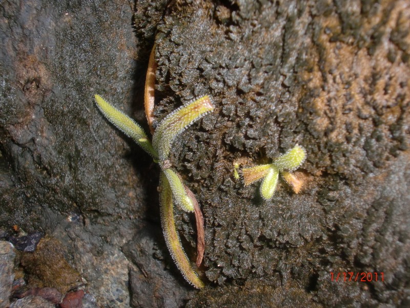 Pinguicula cubensis