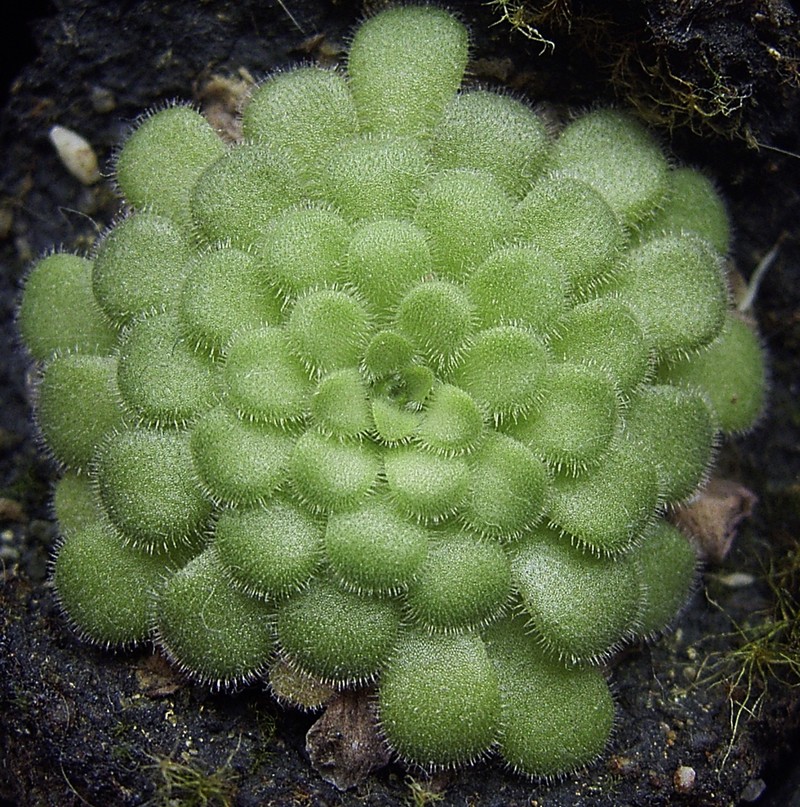Pinguicula cyclosecta photo 2