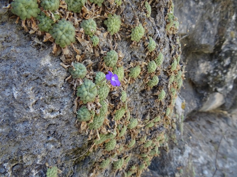 Pinguicula cyclosecta photo 3
