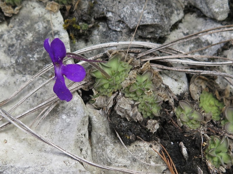 Pinguicula cyclosecta photo 4