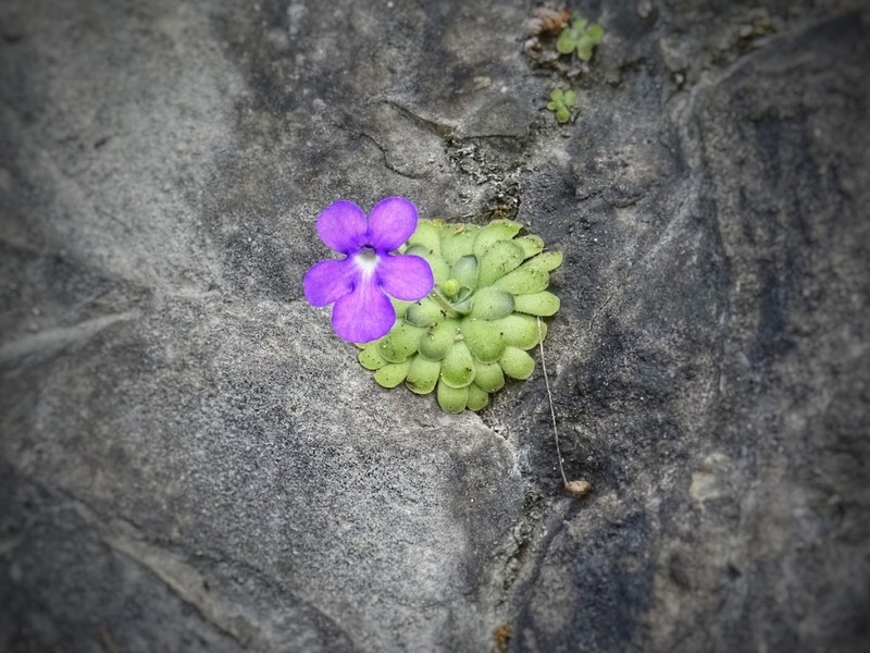 Pinguicula cyclosecta photo 5