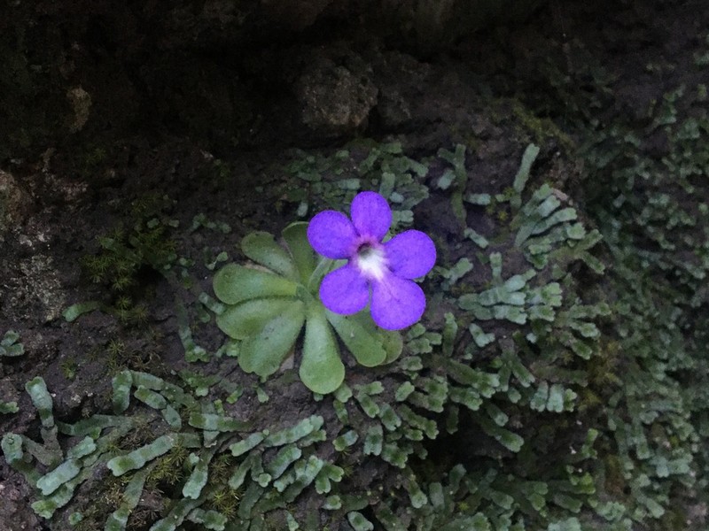 Pinguicula cyclosecta photo 6