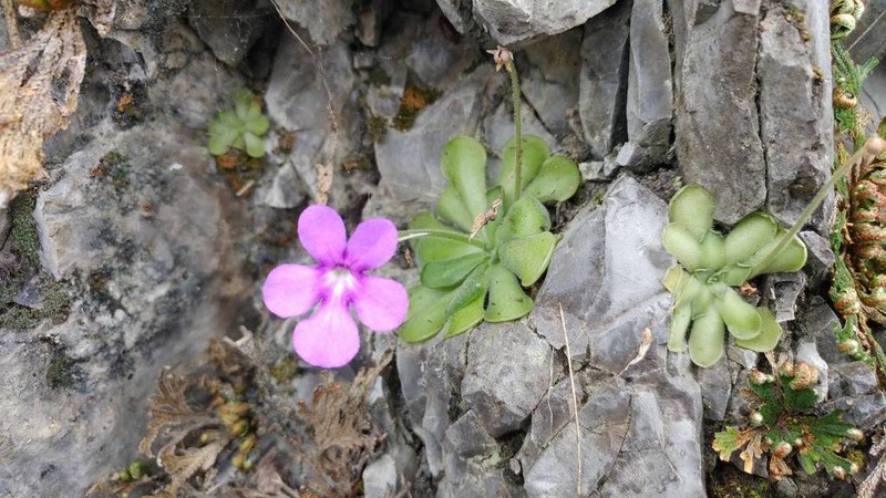 Pinguicula cyclosecta photo 7