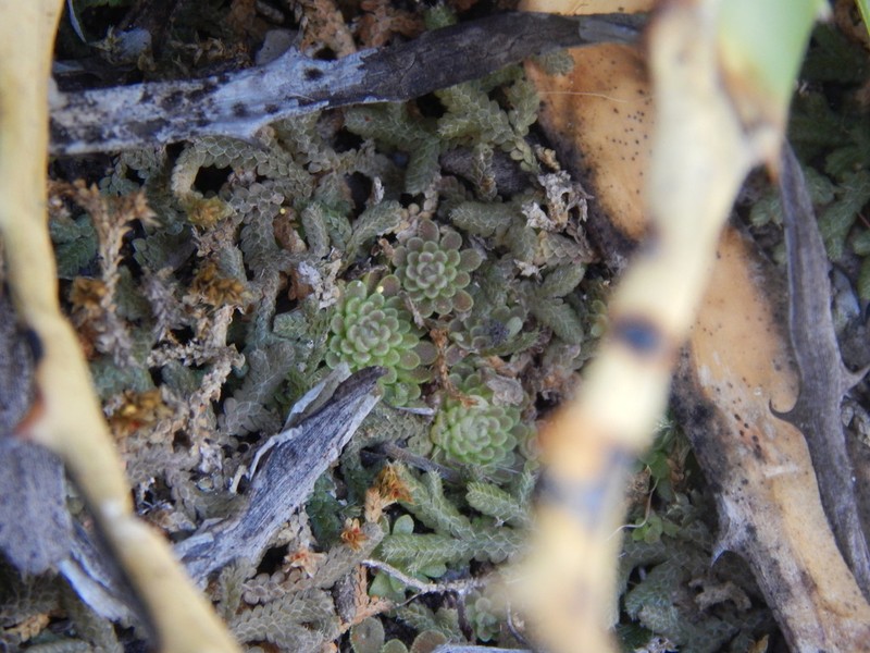 Pinguicula debbertiana photo 2