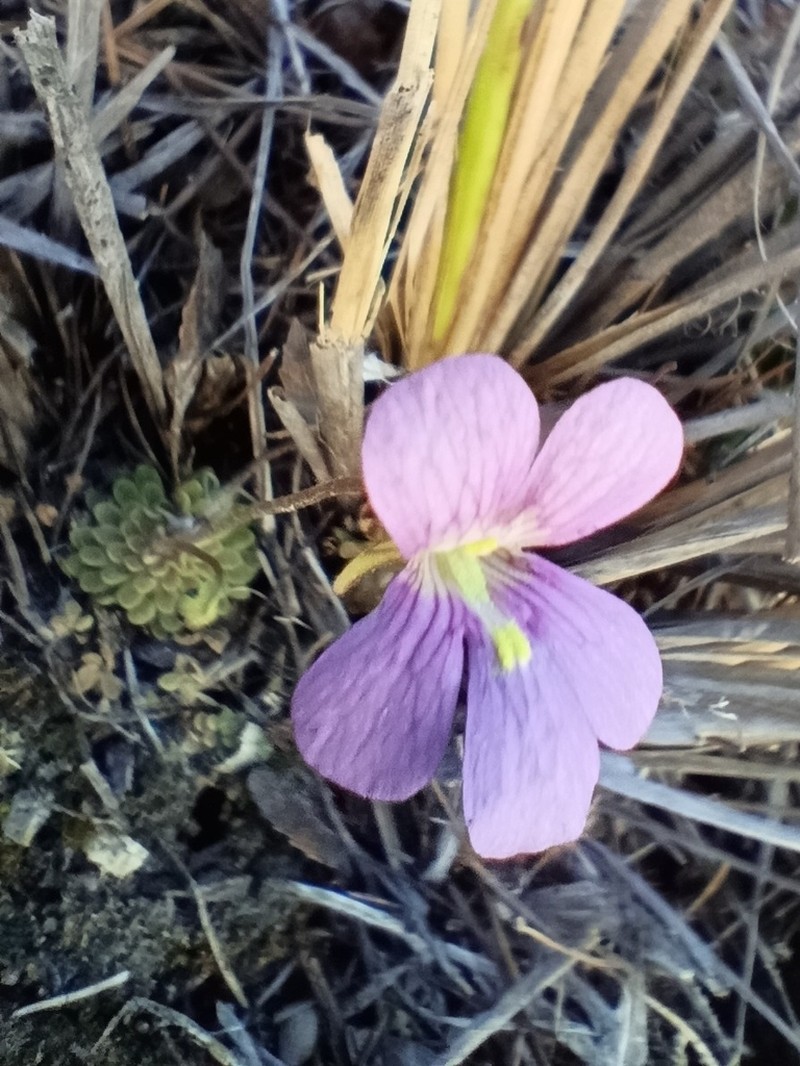 Pinguicula debbertiana photo 3
