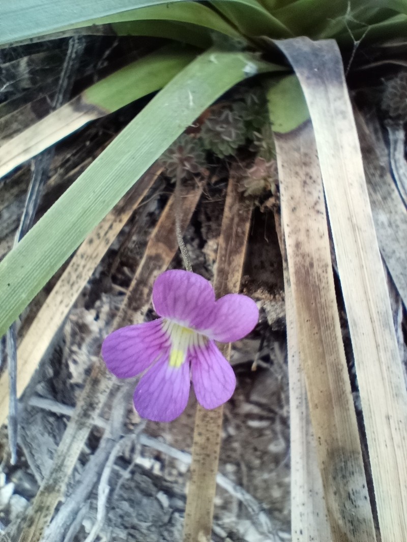 Pinguicula debbertiana photo 4