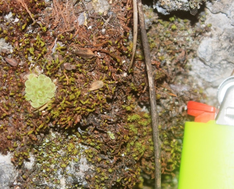 Pinguicula debbertiana photo 5