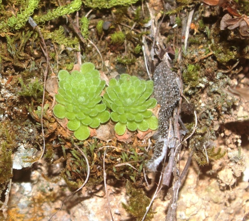 Pinguicula debbertiana photo 6