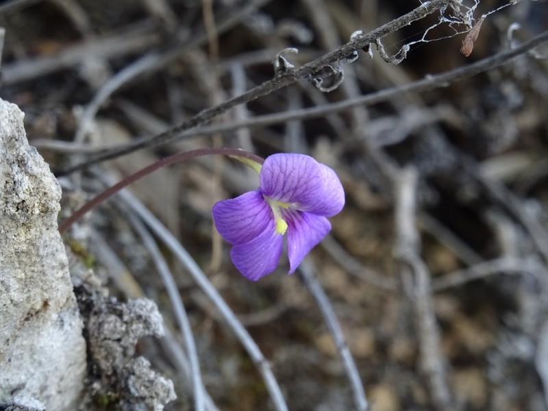 Pinguicula debbertiana photo 7