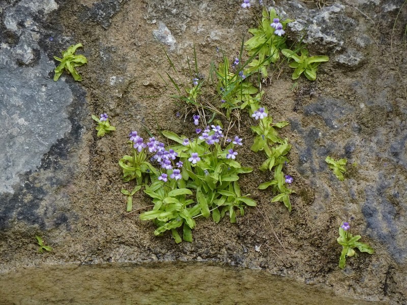Pinguicula dertosensis