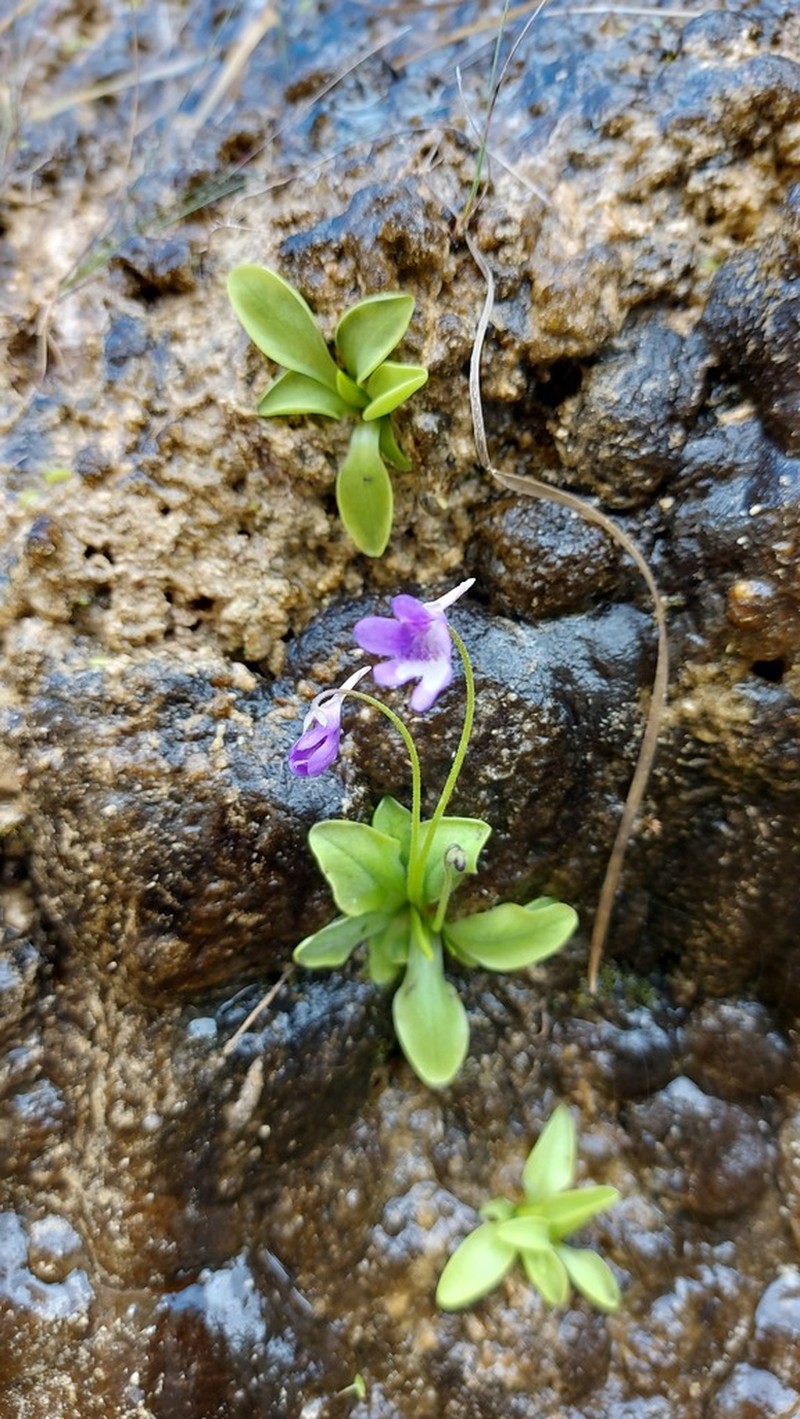 Pinguicula dertosensis photo 2
