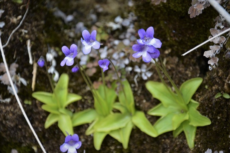 Pinguicula dertosensis photo 3