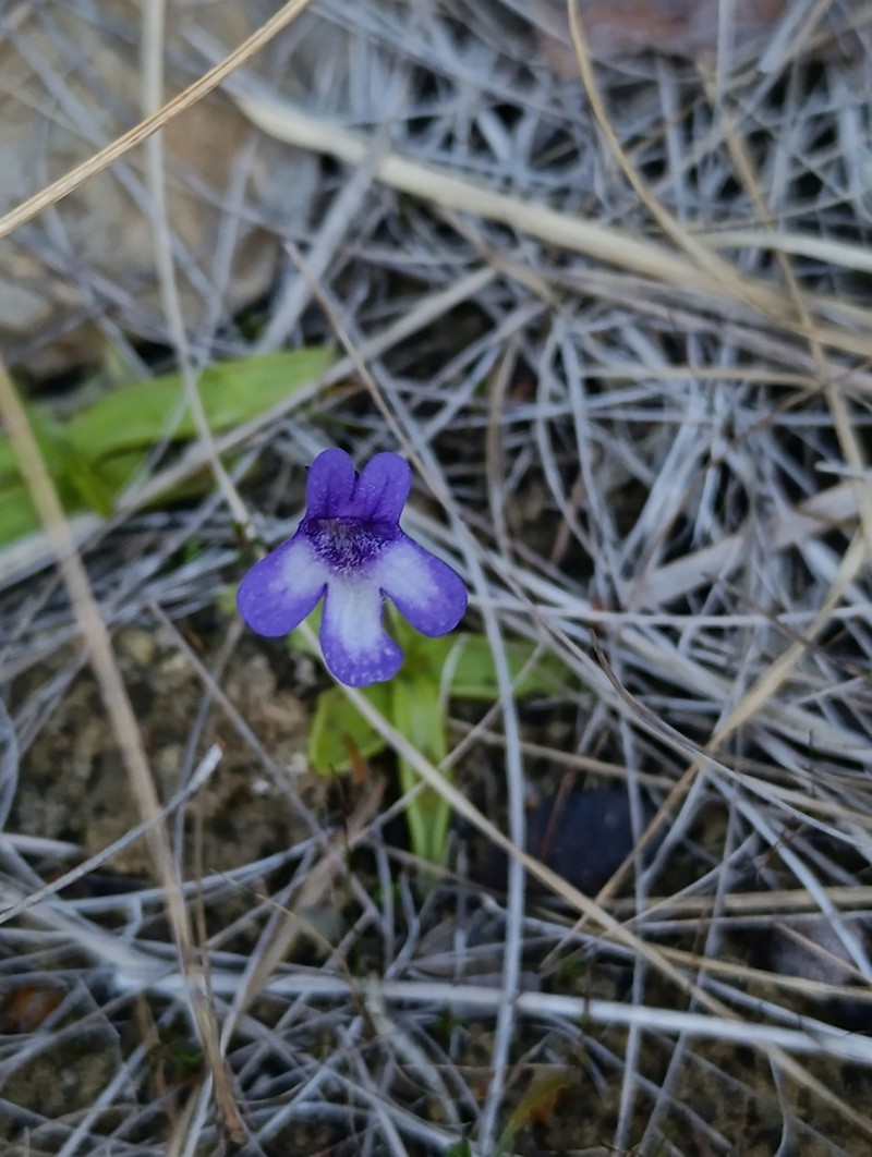 Pinguicula dertosensis photo 4