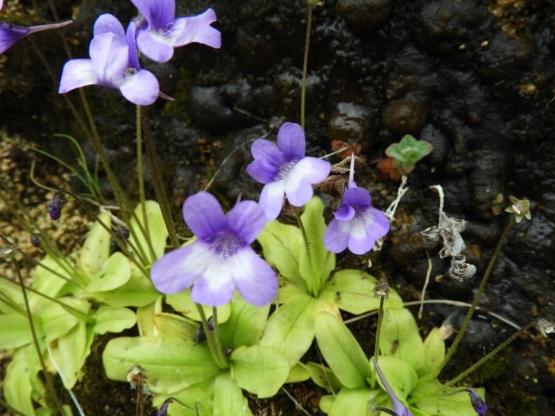 Pinguicula dertosensis photo 5
