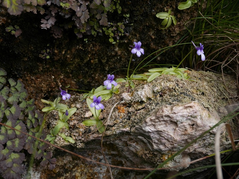 Pinguicula dertosensis photo 6